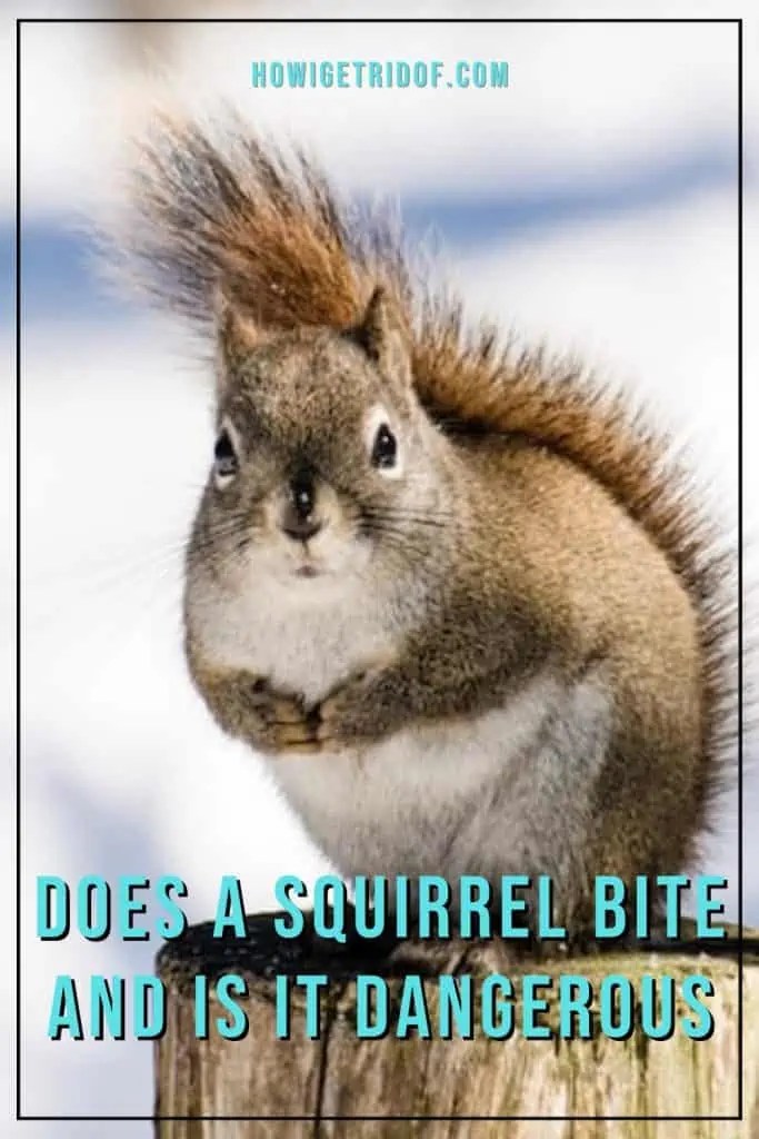Does A Squirrel Bite and Is it Dangerous? How to Treat a Squirrel Bite