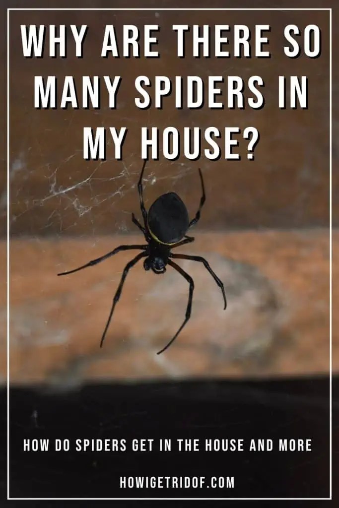 Why Are There So Many Spiders In My House? How Do Spiders Get In The House and More How I Get