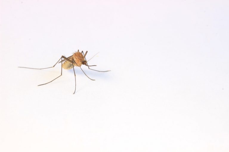 Small Flying Bugs In House 10 Flying Pests You May Be Dealing With