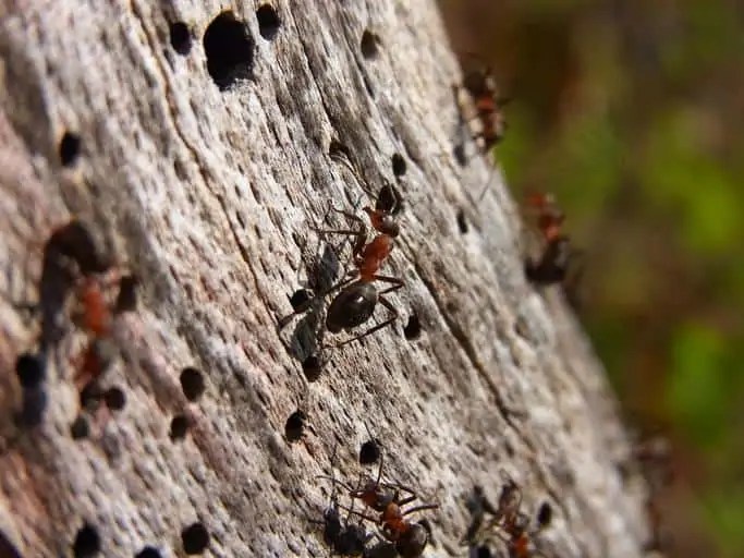 Carpenter Ant Damage Warning Signs Of Carpenter Ants How I Get Rid Of