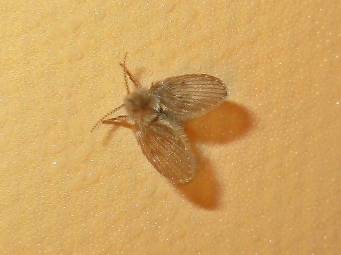 Kitchen Bugs Identification Guide The Most Common Kitchen Pests And