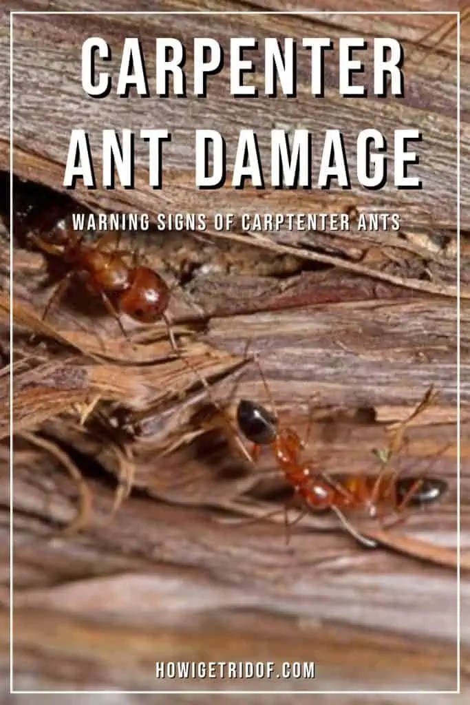 Carpenter Ant Damage Warning Signs Of Carpenter Ants How I Get Rid Of