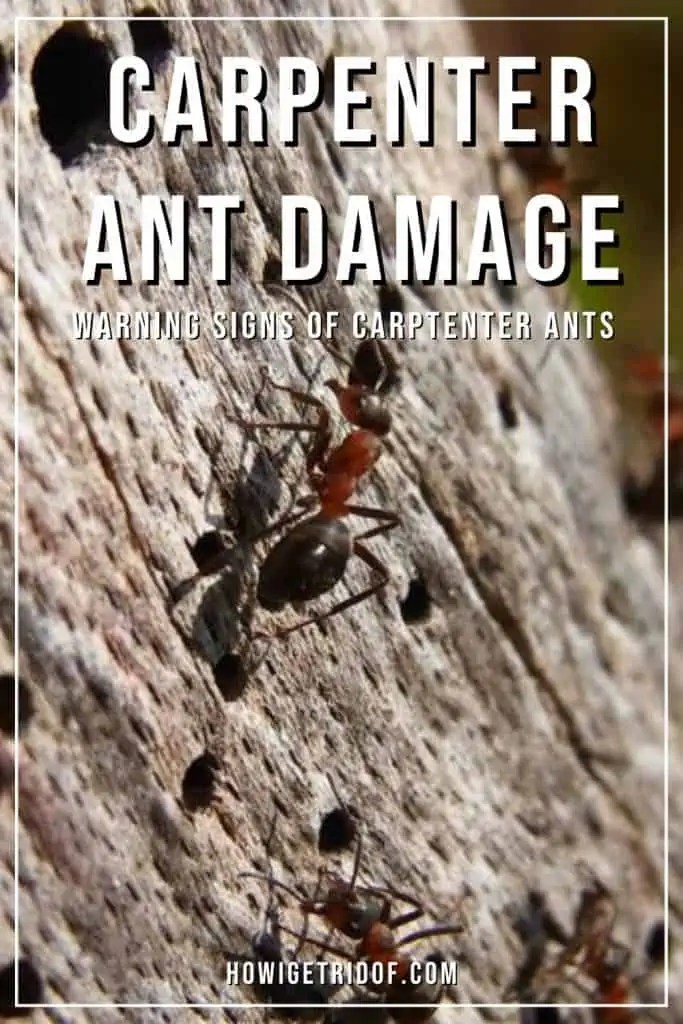 Carpenter Ant Damage Warning Signs Of Carpenter Ants How I Get Rid Of