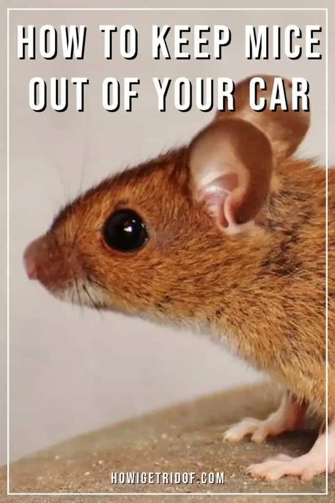 How To Keep Mice Out Of Your Car How I Get Rid Of
