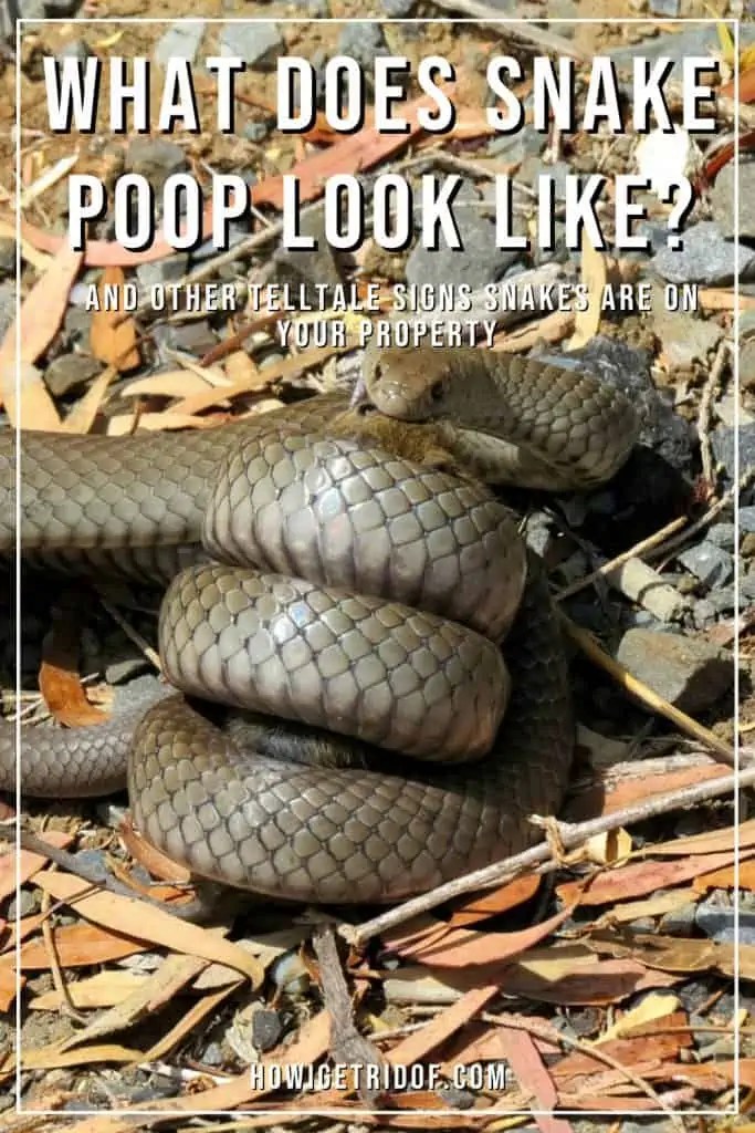 What Does Snake Poop Look Like? And Other Telltale Signs Snakes Are On your Property How I Get