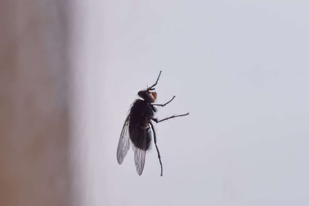 Common House Small Brown Bugs And How To Get Rid Of Them How I Get Rid Of