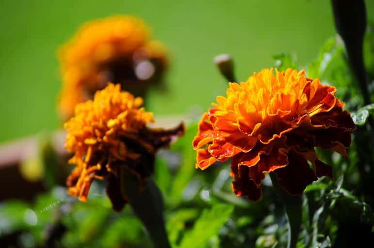 How To Repel Snakes Using The Best Snake Repellent Plants How I Get
