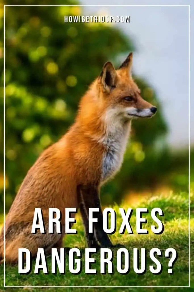 Are Foxes Dangerous? What To Do If You See A Fox How I Get Rid Of