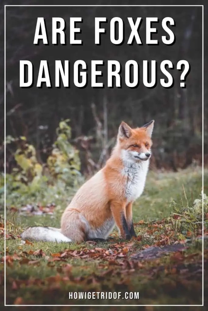 Are Foxes Dangerous? What To Do If You See A Fox How I Get Rid Of