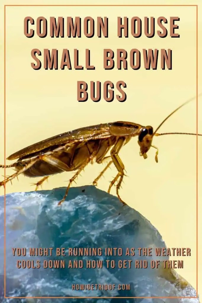 Common House Small Brown Bugs And How To Get Rid Of Them How I Get Rid Of