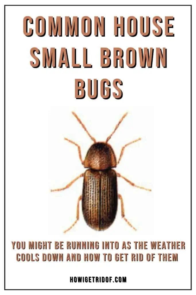 Common House Small Brown Bugs And How To Get Rid Of Them How I Get Rid Of