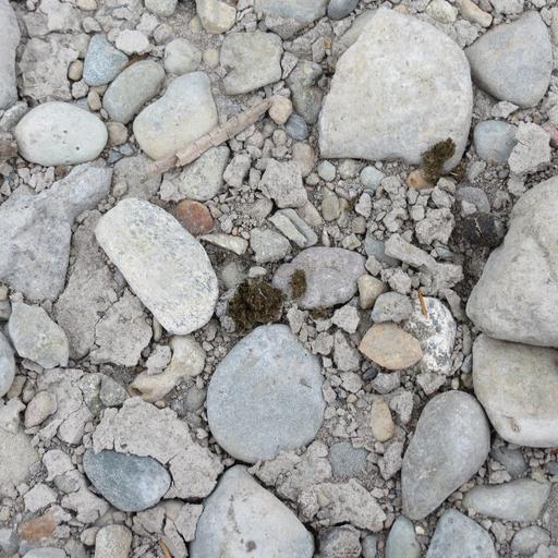 What Does Skunk Poop Look Like? Images and Pictures to Help You Identify How I Get Rid Of