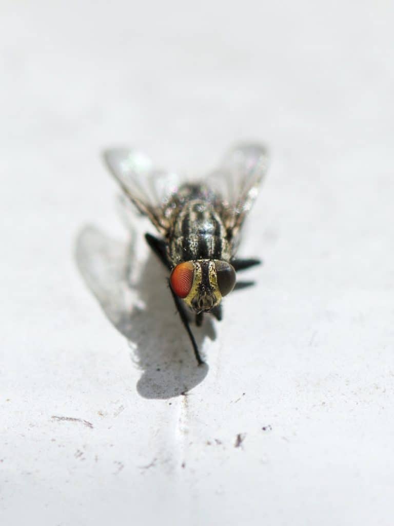 How Long Do Flies Live In A House How To Manage Flies In Your Home