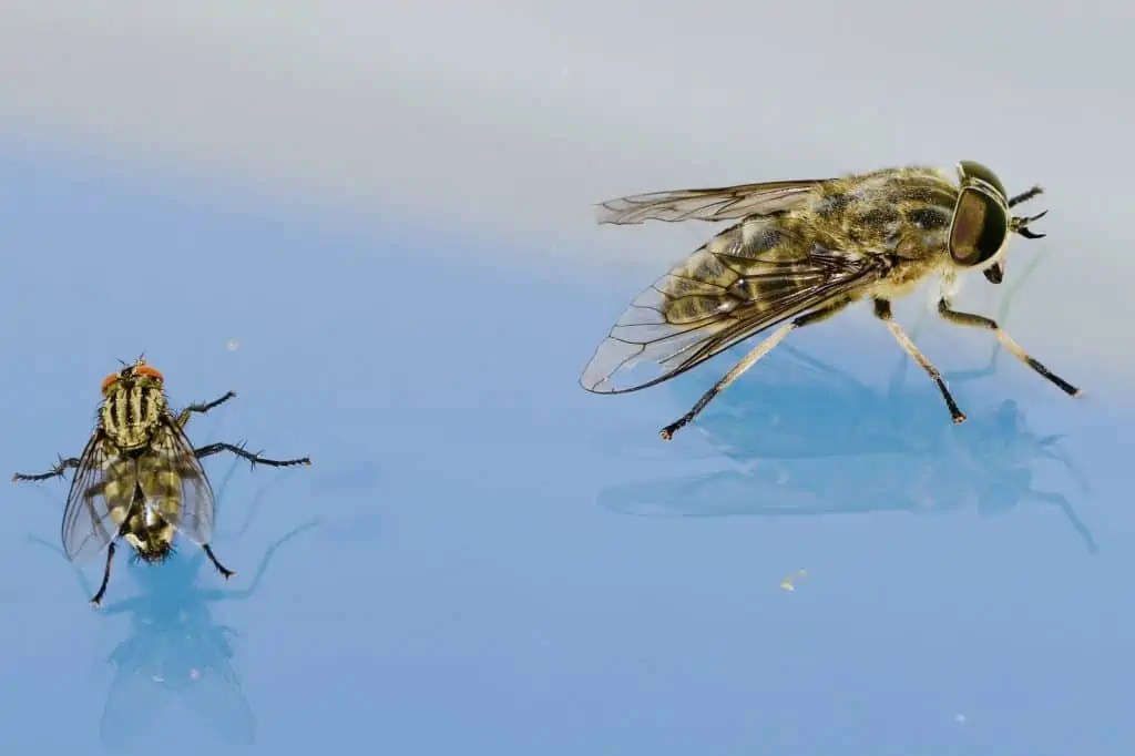 How Long Do Flies Live In A House How To Manage Flies In Your Home