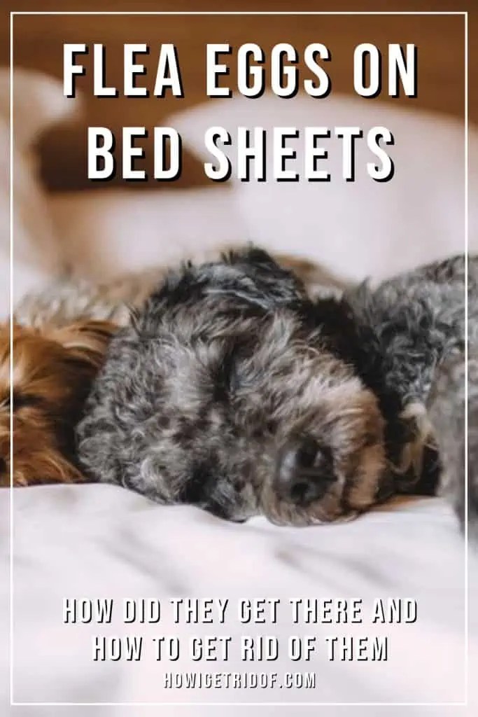 Flea Eggs On Bed Sheets How Did They Get There and How To Get Rid Of