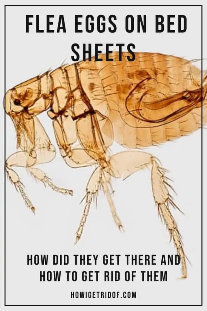 Flea Eggs On Bed Sheets How Did They Get There and How To Get Rid Of