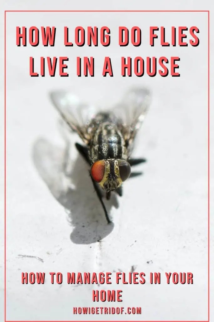 How Long Do Flies Live In A House How To Manage Flies In Your Home