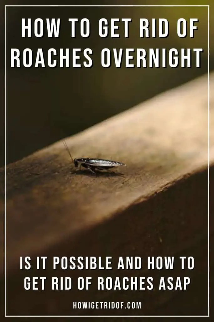 How To Get Rid Of Roaches Overnight Foolproof Way That WORKS How I Get Rid Of