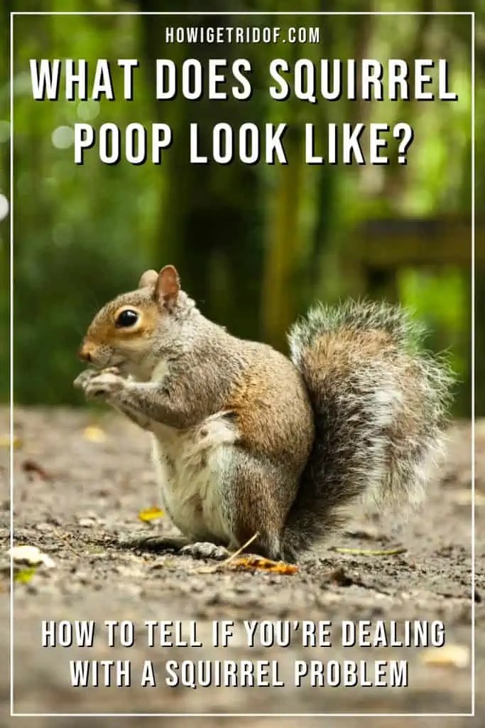 What Does Squirrel Poop Look Like? How to Tell If You’re Dealing With A