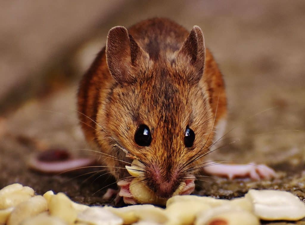 What Do Mice Eat Why Mice Might Be Attracted To Your Home And How to