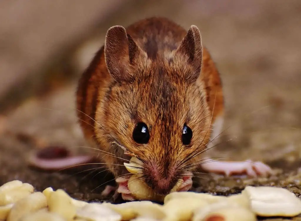 What Do Mice Eat Why Mice Might Be Attracted To Your Home And How to