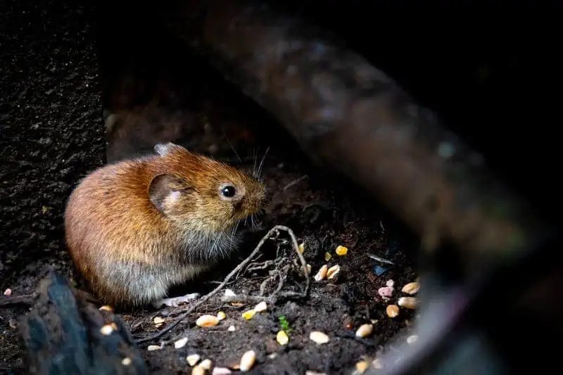 What Do Mice Eat Why Mice Might Be Attracted To Your Home And How to
