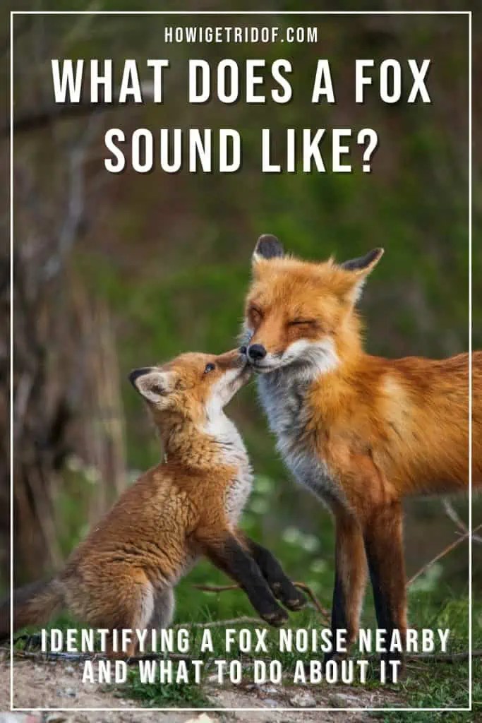 What Does A Fox Sound Like Identifying Fox Noise Nearby And What To