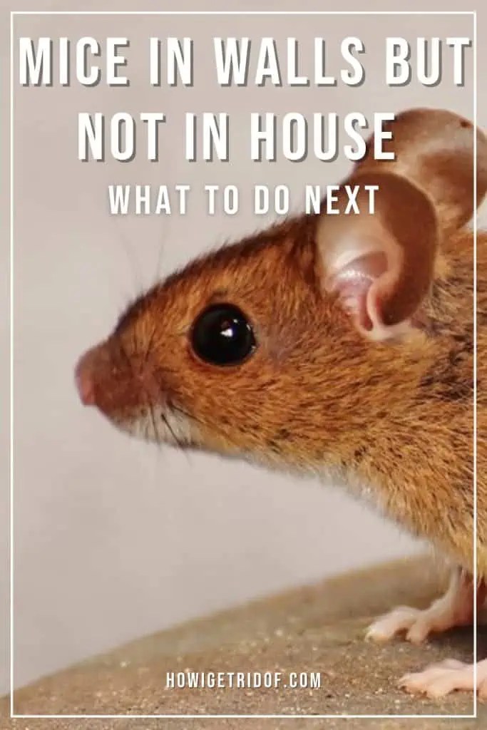 Mice In Walls But Not In House What To Do Next How I Get Rid Of