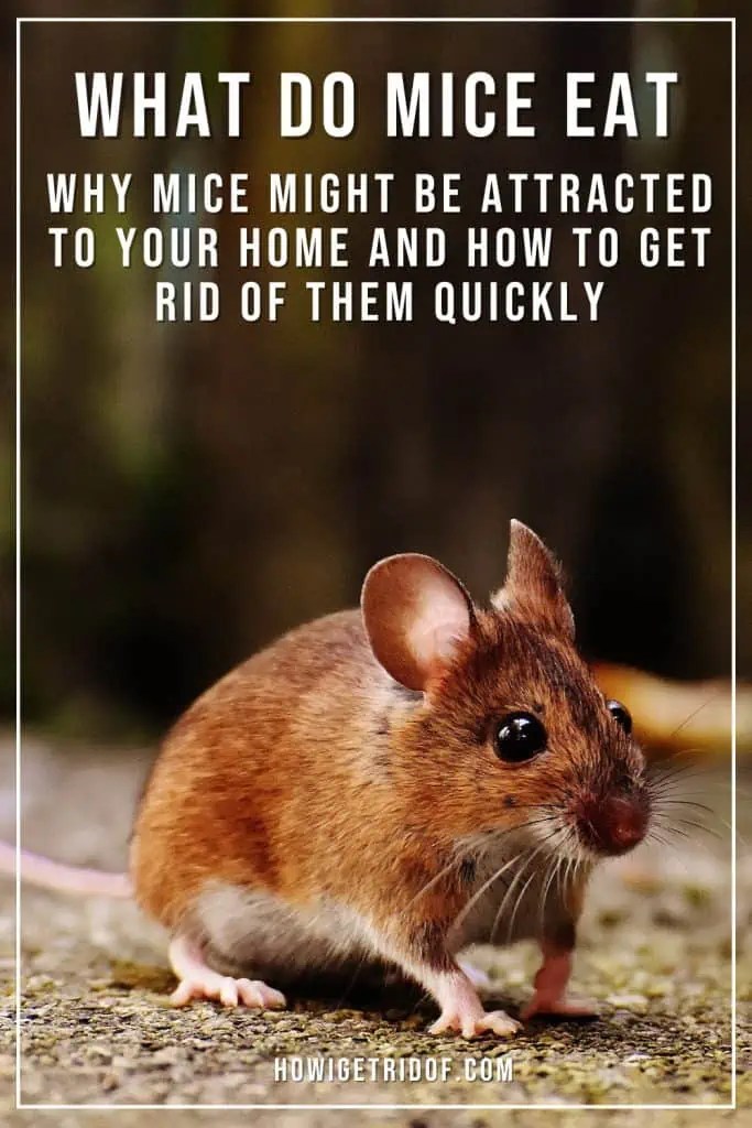 What Do Mice Eat Why Mice Might Be Attracted To Your Home And How to