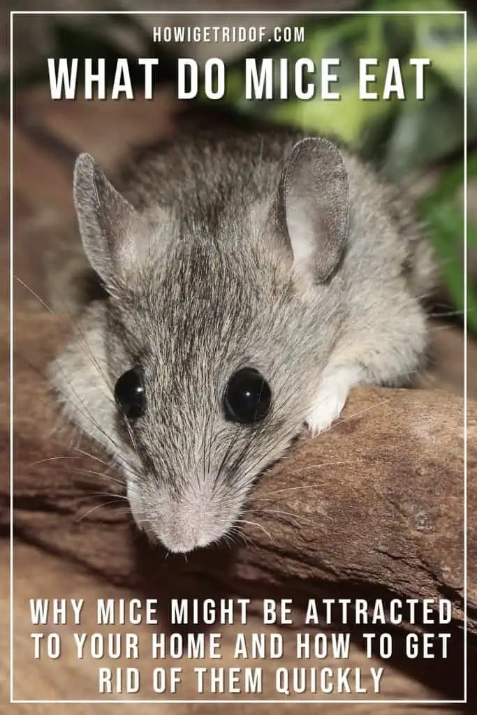 What Do Mice Eat Why Mice Might Be Attracted To Your Home And How to