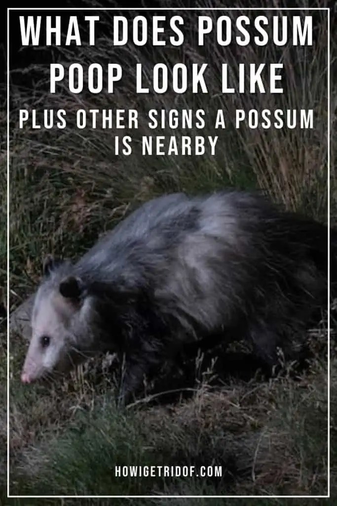What Does Possum Poop Look Like? Plus Other Signs A Possum Is Nearby