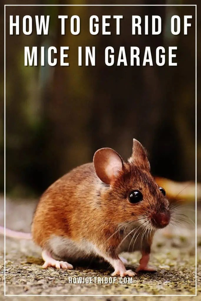 How To Get Rid Of Mice In Garage How I Get Rid Of