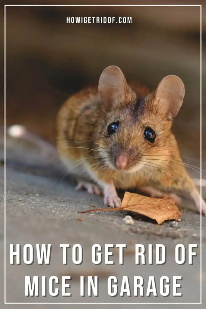 How To Get Rid Of Mice In Garage How I Get Rid Of