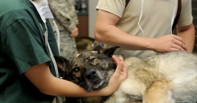 Vet Tech Vs. Vet Assistant What’s the difference? VetSchool