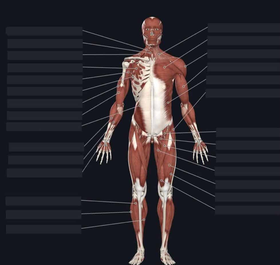 8 of the Best Anatomy and Physiology Flashcards for College