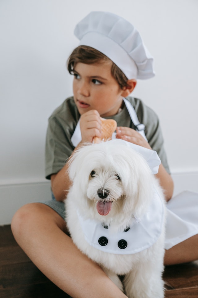 How To Clean Havanese Eyes and Ears? How It Possible