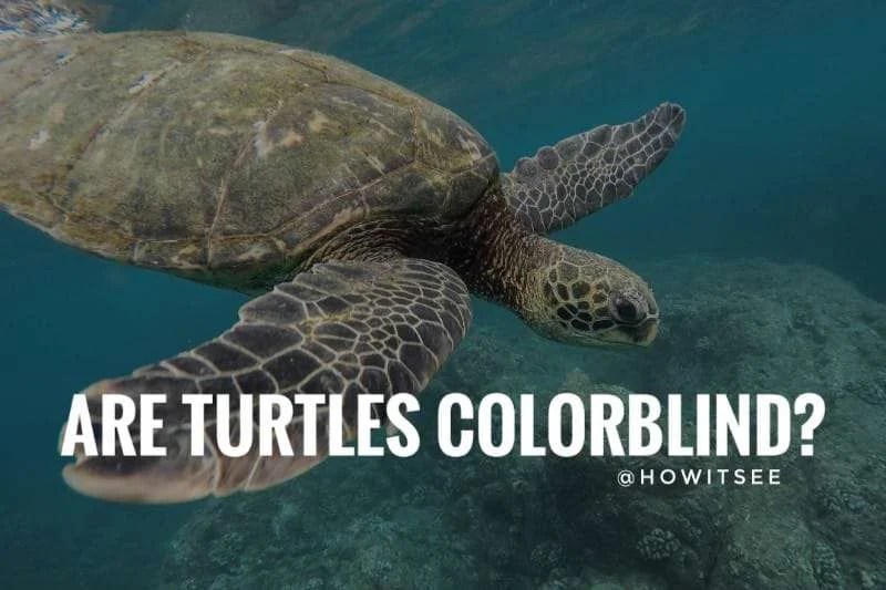 Are Turtles Colorblind or can Turtles see Color? Turtle Vision Explained (2023) HowitSee