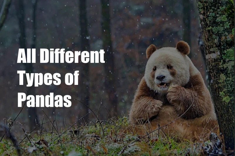 What are all Different Types of Pandas? Explained 2023