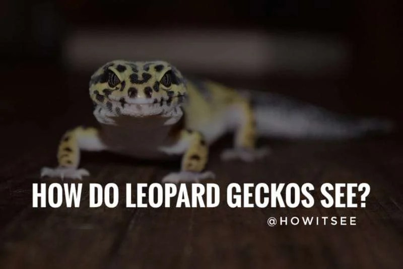 How do Leopard Geckos see the world? Gecko vision vs Human vision Explained (2023)