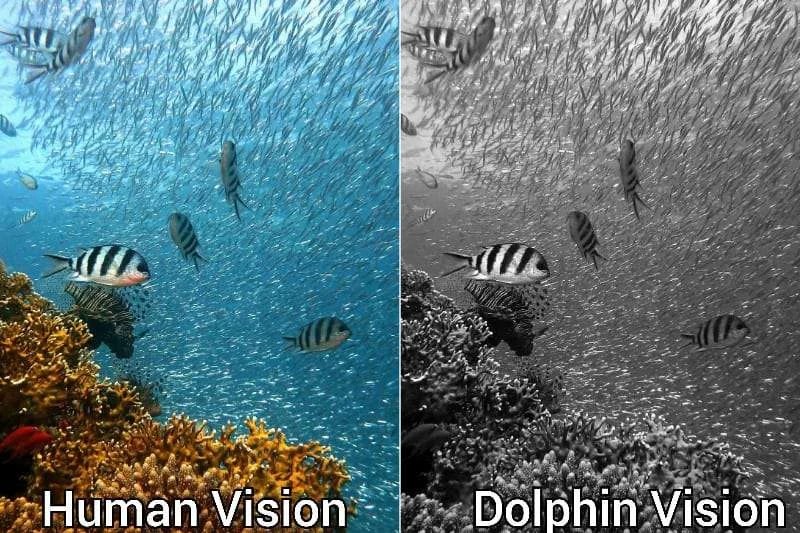 What colors do Dolphins see? Dolphin Vision Explained (2023) HowitSee