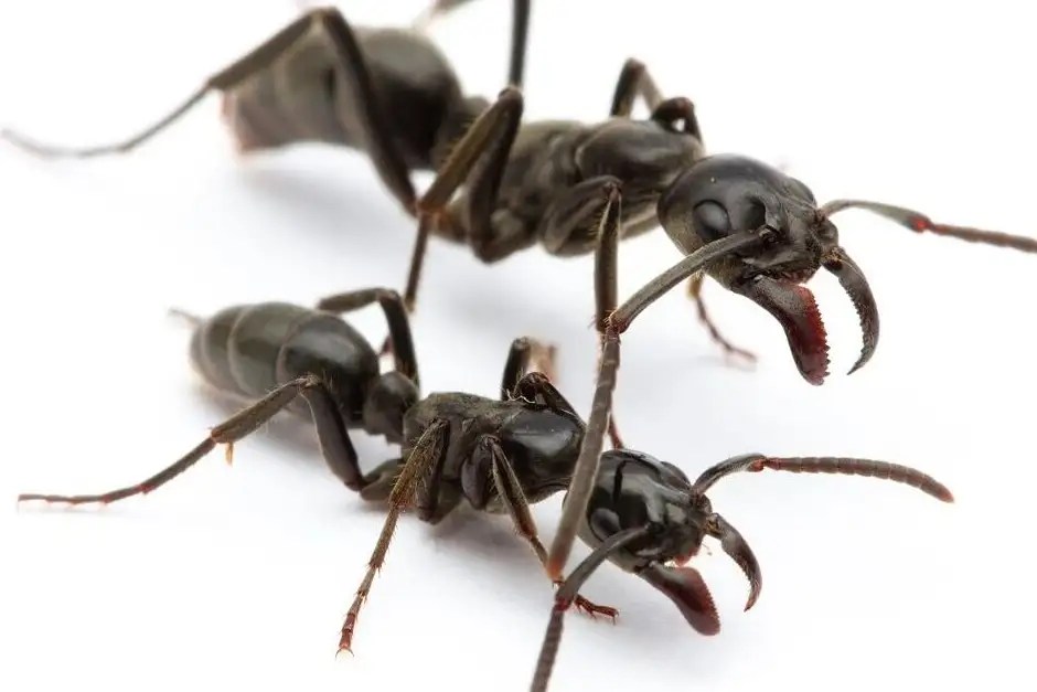 Top 15+ Biggest Ants in the World (Largest Ants 2023) Updated