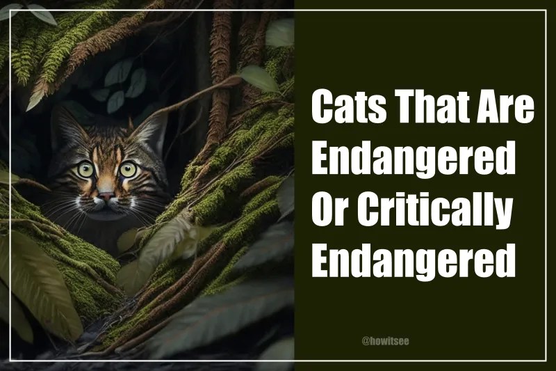 Cats that are Endangered or Critically Endangered in 2023 (Rarest Cats
