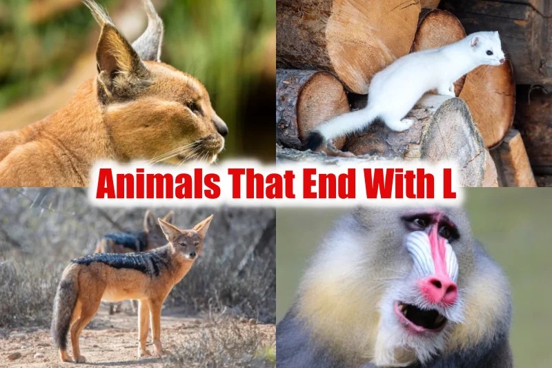 Best 20 Animals That End With L (Pictures & Facts 2023) Updated