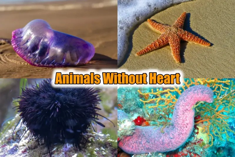 Which Animals don’t have Hearts? (10+ Animals Without Heart) 2023