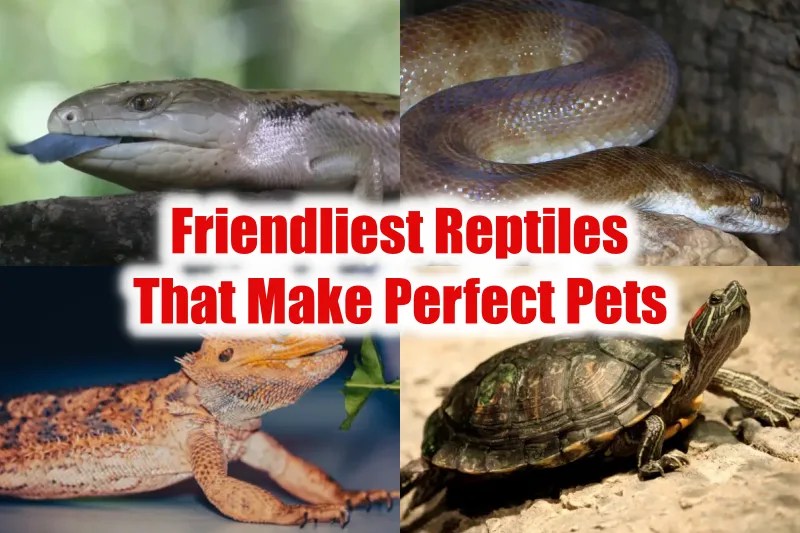Top 10 Friendliest Reptiles That Make Perfect Pets (2023)