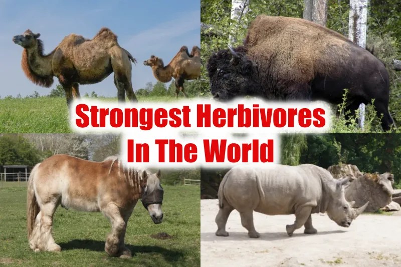 Top 10 Strongest Herbivores In The World (With Pictures 2023)