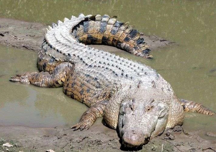 20+ Animals that Eat Rocks or Stones (With Pictures 2023)