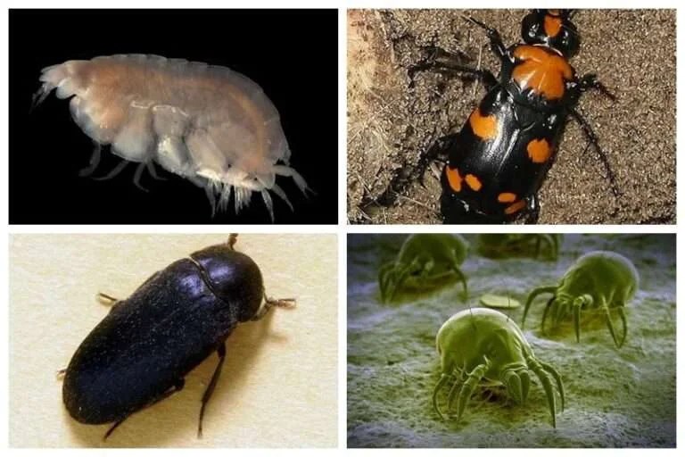 10 Flesh Eating Insects (Bugs that Eat Dead Skin) With Pictures