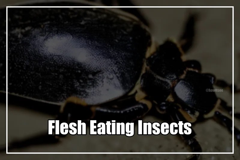 10 Flesh Eating Insects (Bugs that Eat Dead Skin) (2023)