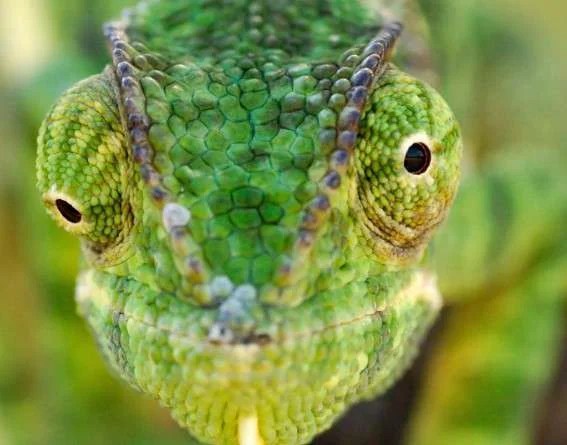 Popular 10 Animals that start with "ch" (Facts & Pictures) - HowitSee